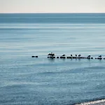 Golden Eye Seaside Park *