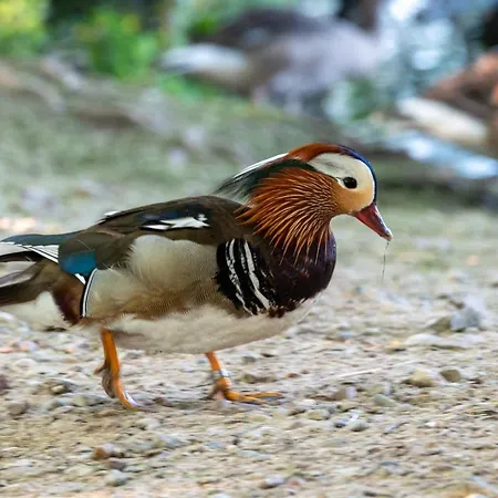 Apartament Golden Eye Seaside Park