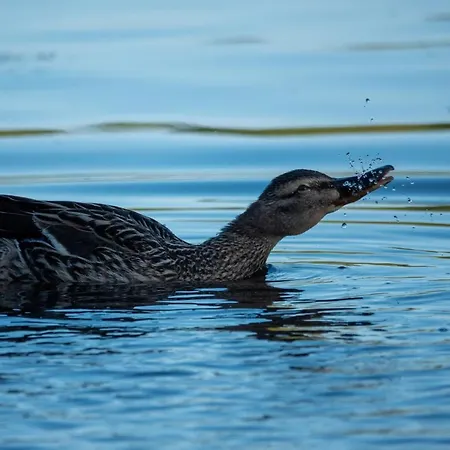 Golden Eye Seaside Park Kolobrzeg