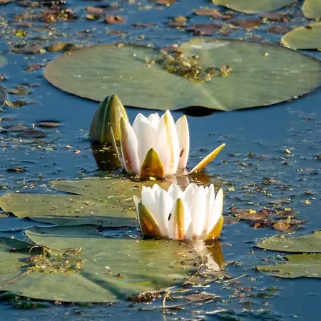 Golden Eye Seaside Park Apartment Kolobrzeg