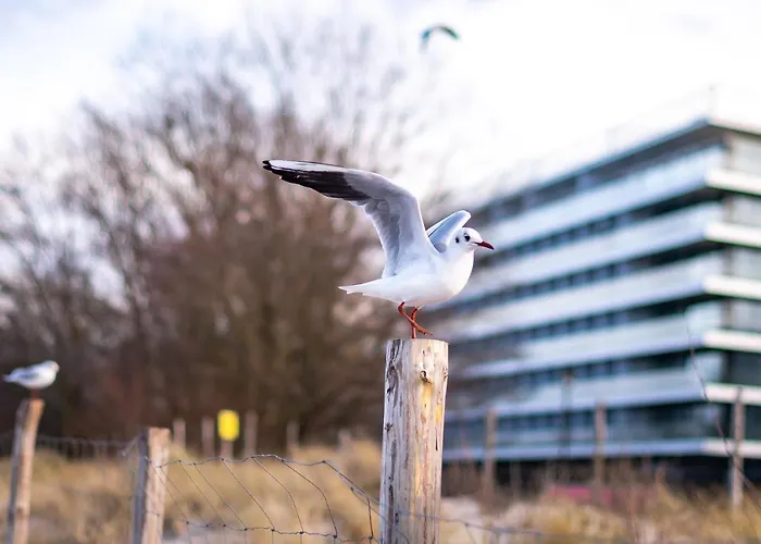 Golden Eye Seaside Park