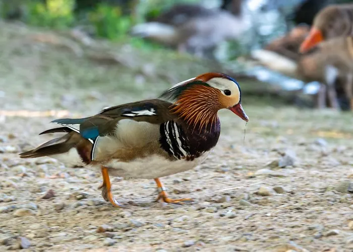 Apartament Golden Eye Seaside Park