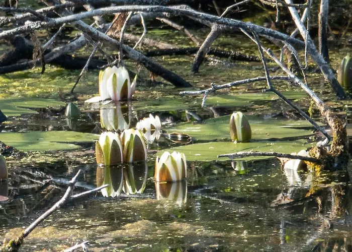 Apartament Golden Eye Seaside Park *