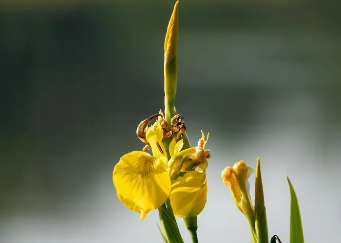 Apartament Golden Eye Seaside Park