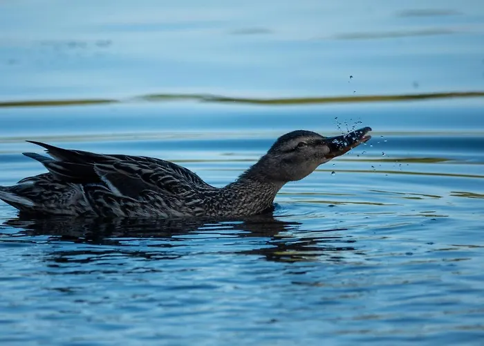 Golden Eye Seaside Park Kołobrzeg