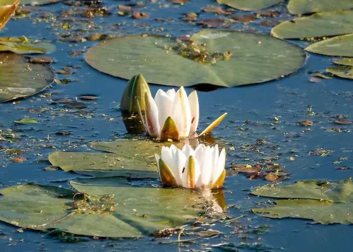 Golden Eye Seaside Park Apartament Kołobrzeg